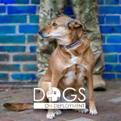 Dogs on Deployment